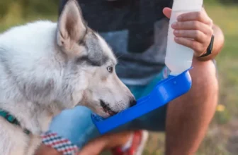 What Are the Best Pet Water Bottles for Outdoor Adventures?