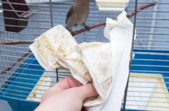 How Do You Keep Bird Cages Clean and Hygienic?